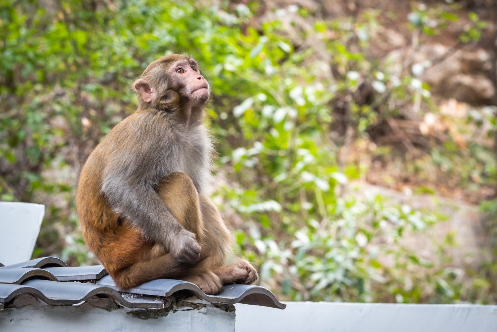 Ultima ora: le scimmie e i loro dispetti giocosi – una finestra sull’intelligenza sociale animale!